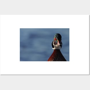 Morning Wood - Wood Duck Posters and Art